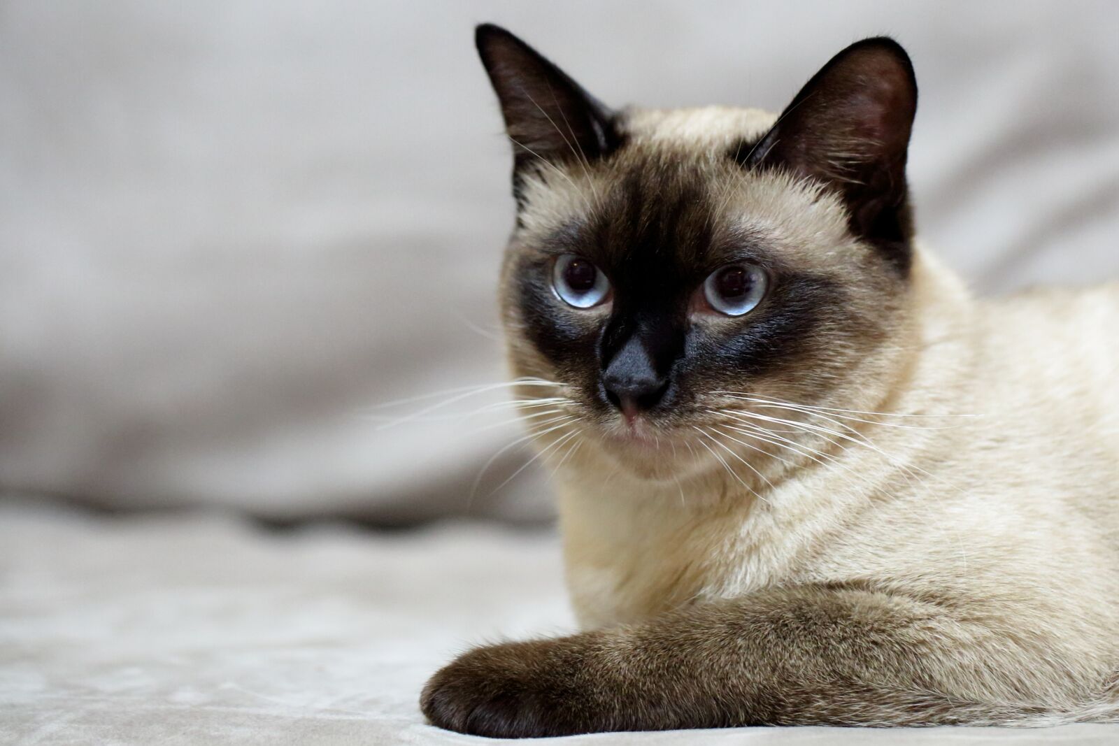 Canon EF 100mm F2.8L Macro IS USM sample photo. Cat, pets, siam photography