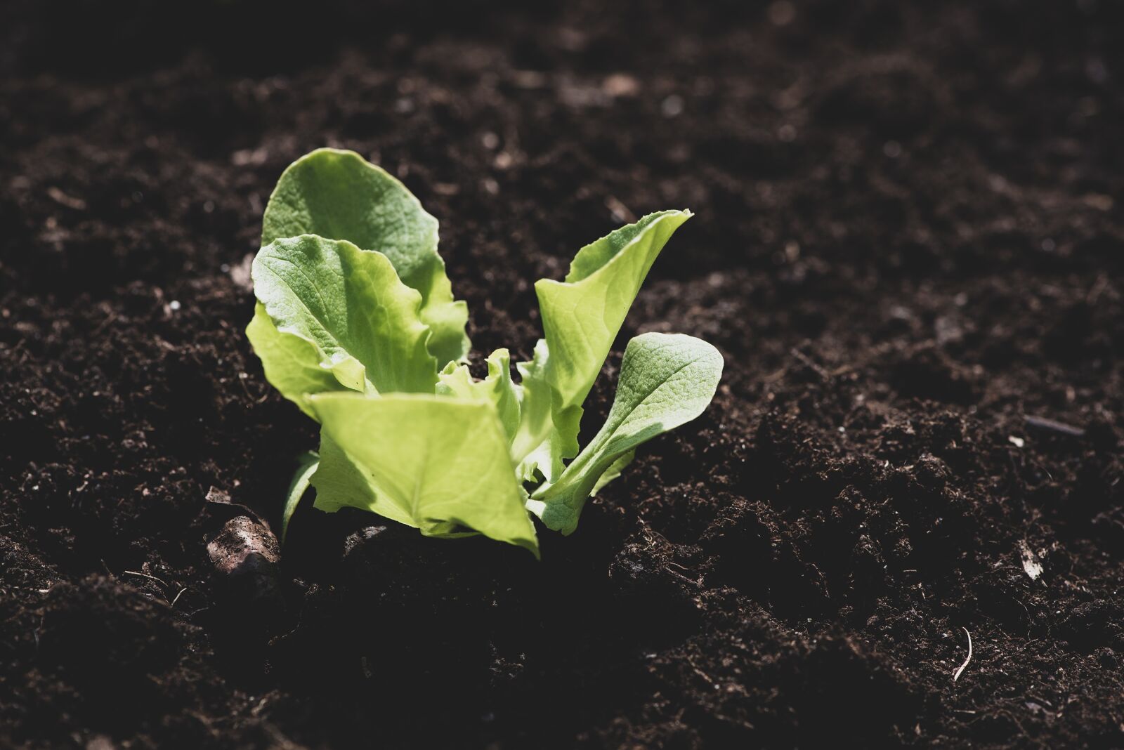 Nikon D750 sample photo. Lettuce seedling, seedling, small photography