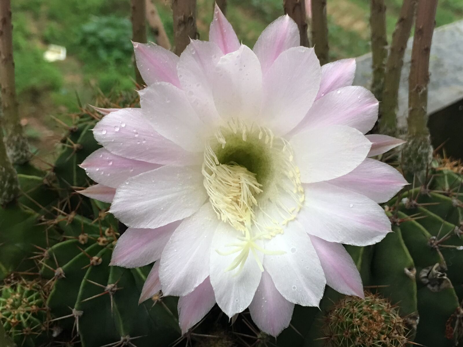 iPhone 6s Plus back camera 4.15mm f/2.2 sample photo. Little flower, natural, epiphyllum photography