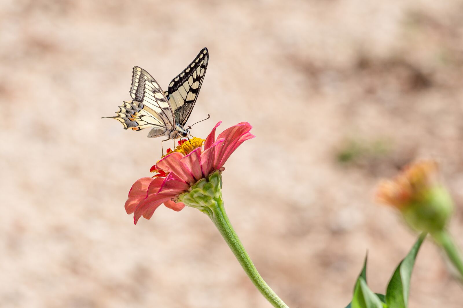 Nikon D7500 sample photo. Butterfly, nature, insect photography