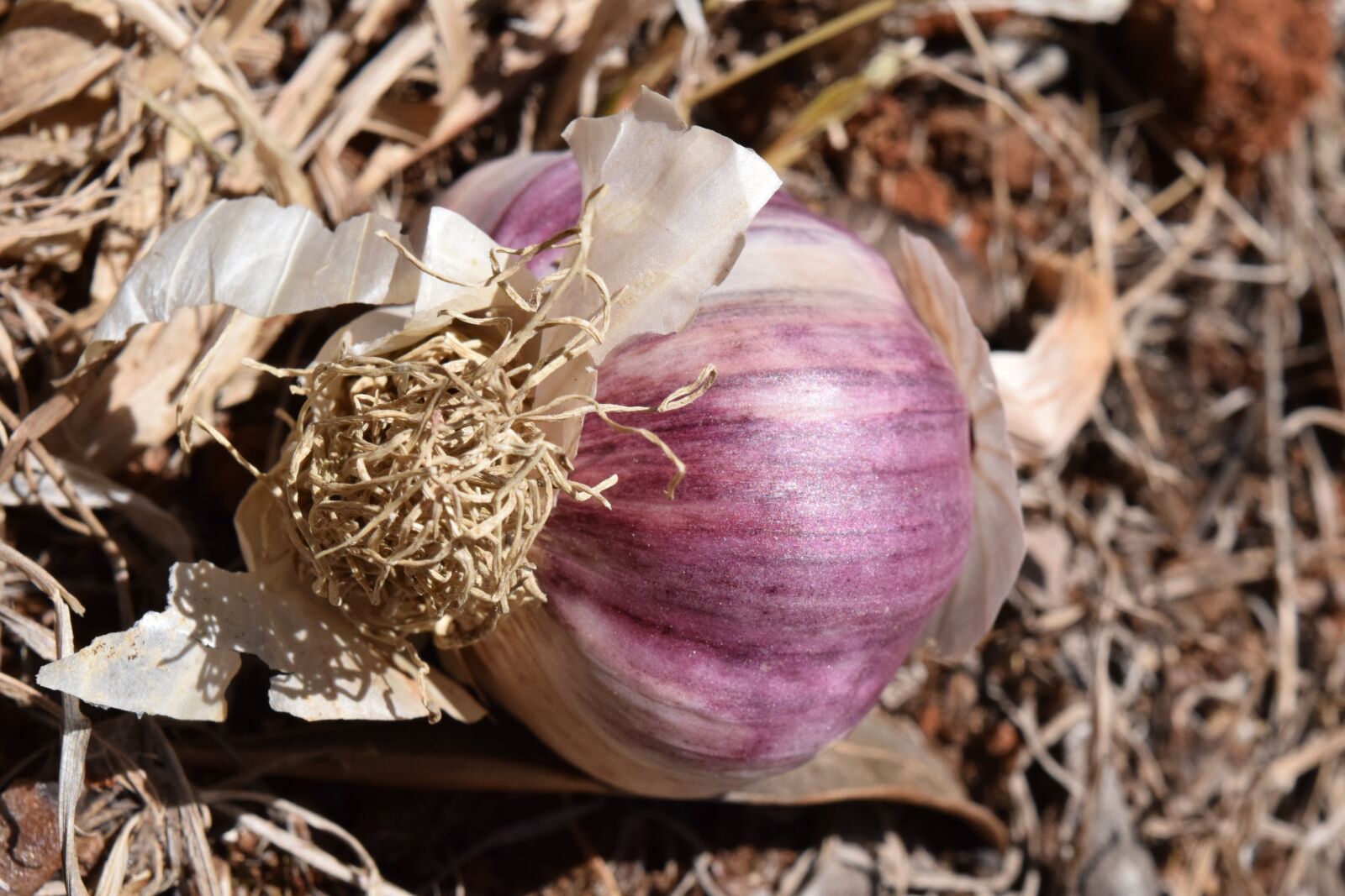 Nikon D3300 sample photo. Garlic, tuber, purple photography
