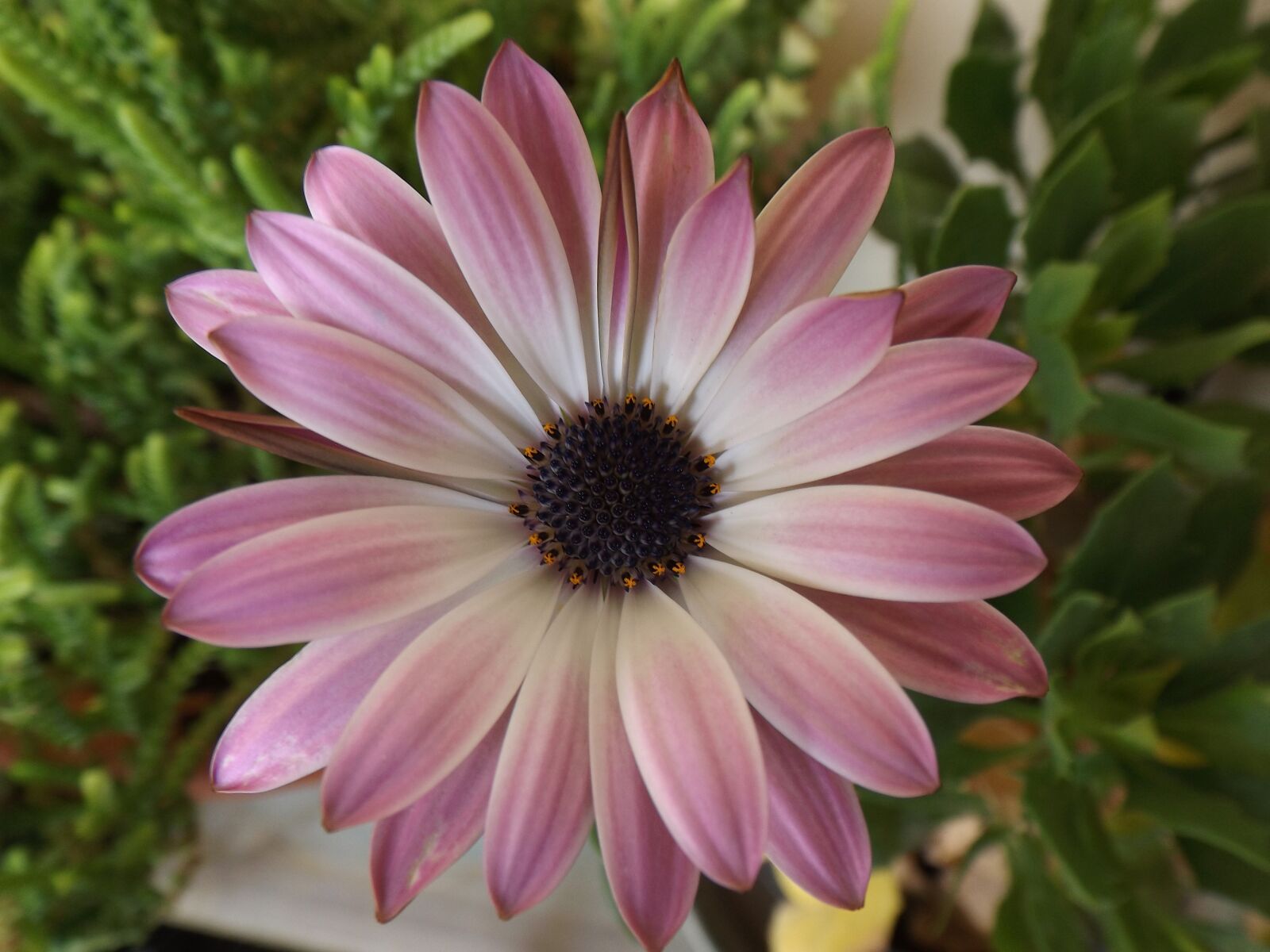 Fujifilm FinePix S4600 sample photo. Flower, flowers, petals photography