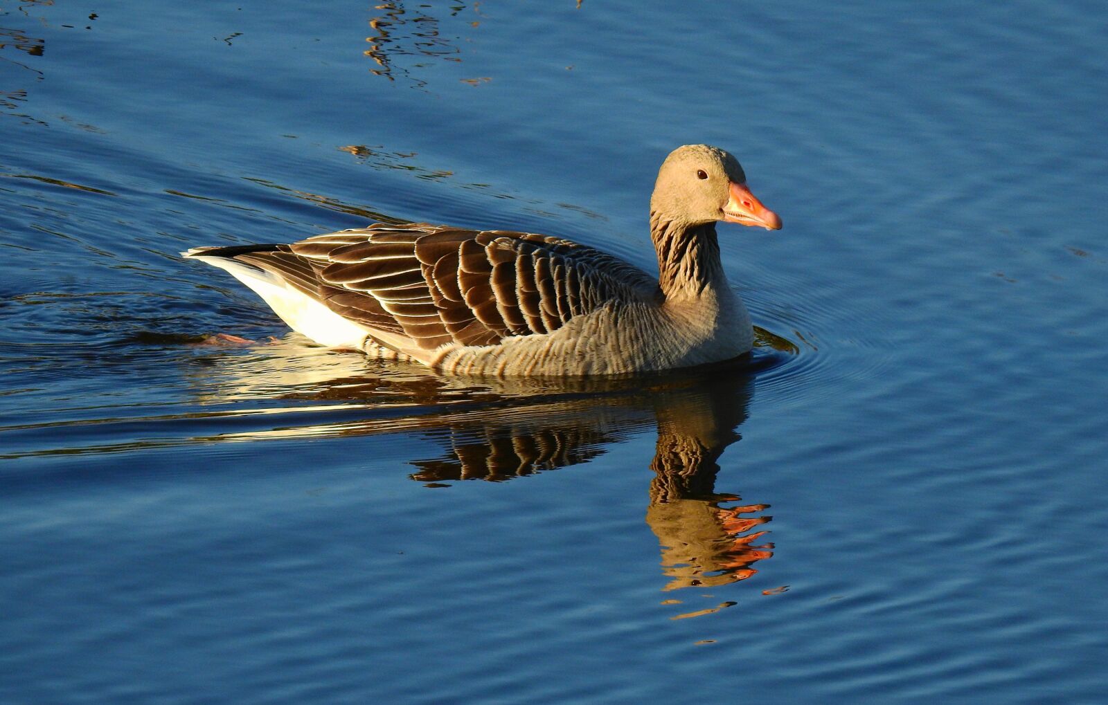 Nikon Coolpix P900 sample photo. Goose, water bird, animal photography