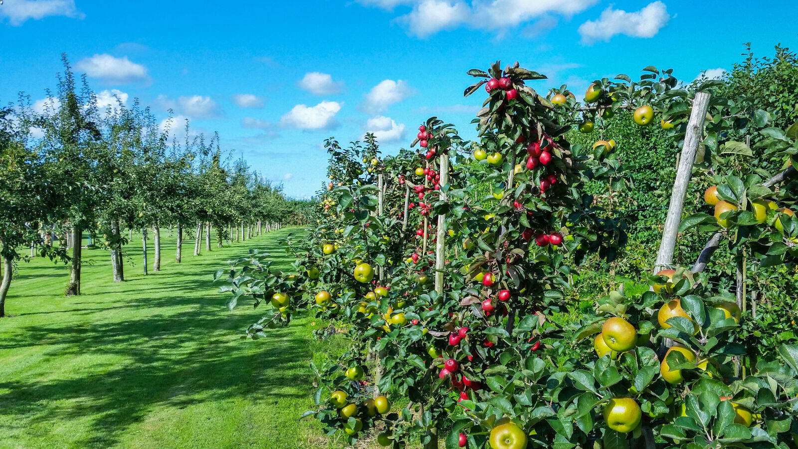 Samsung Galaxy S5 sample photo. Apple, apples, clouds, farm photography
