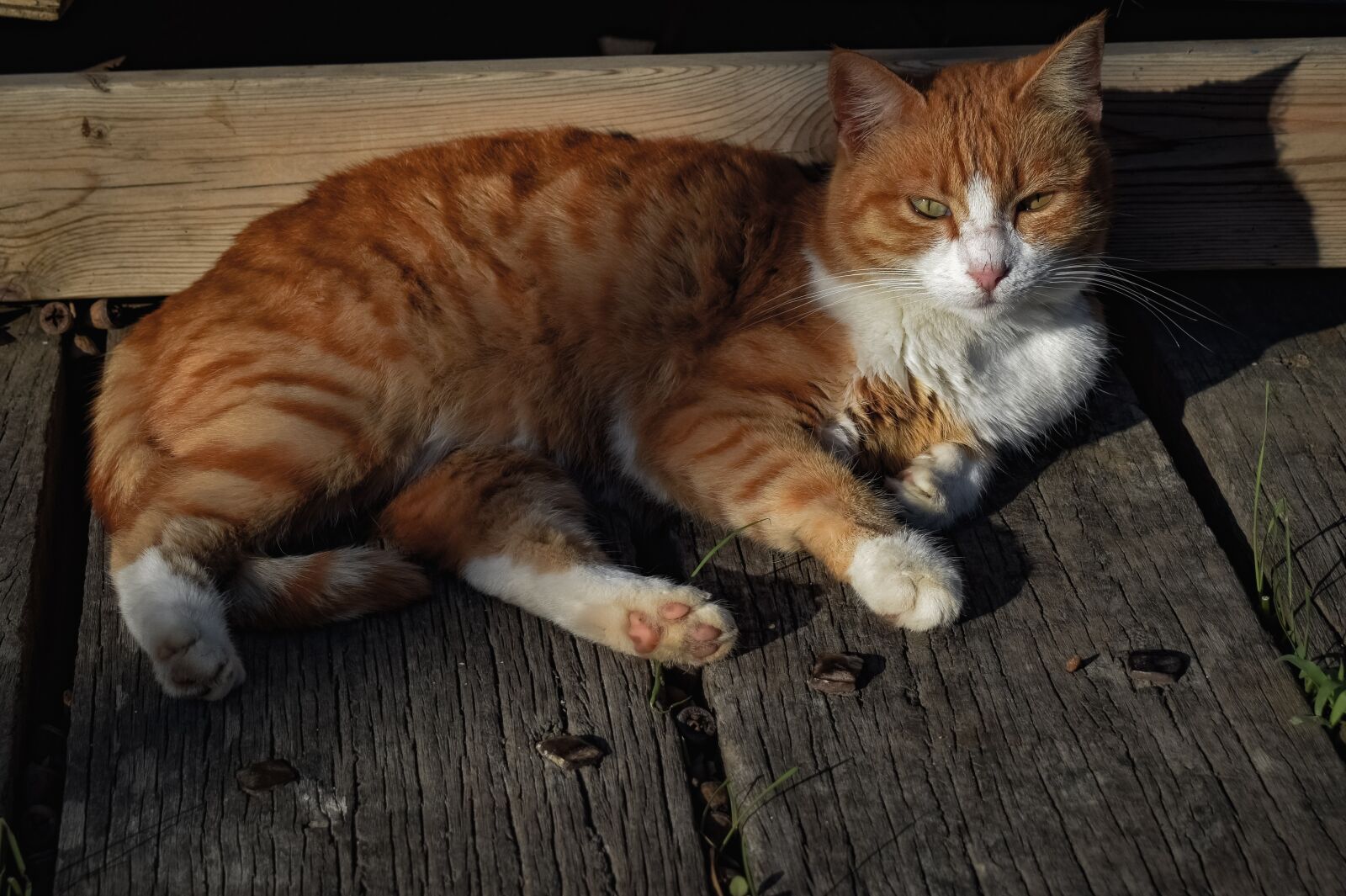 Nikon D3300 sample photo. Cat, stray, outdoor photography