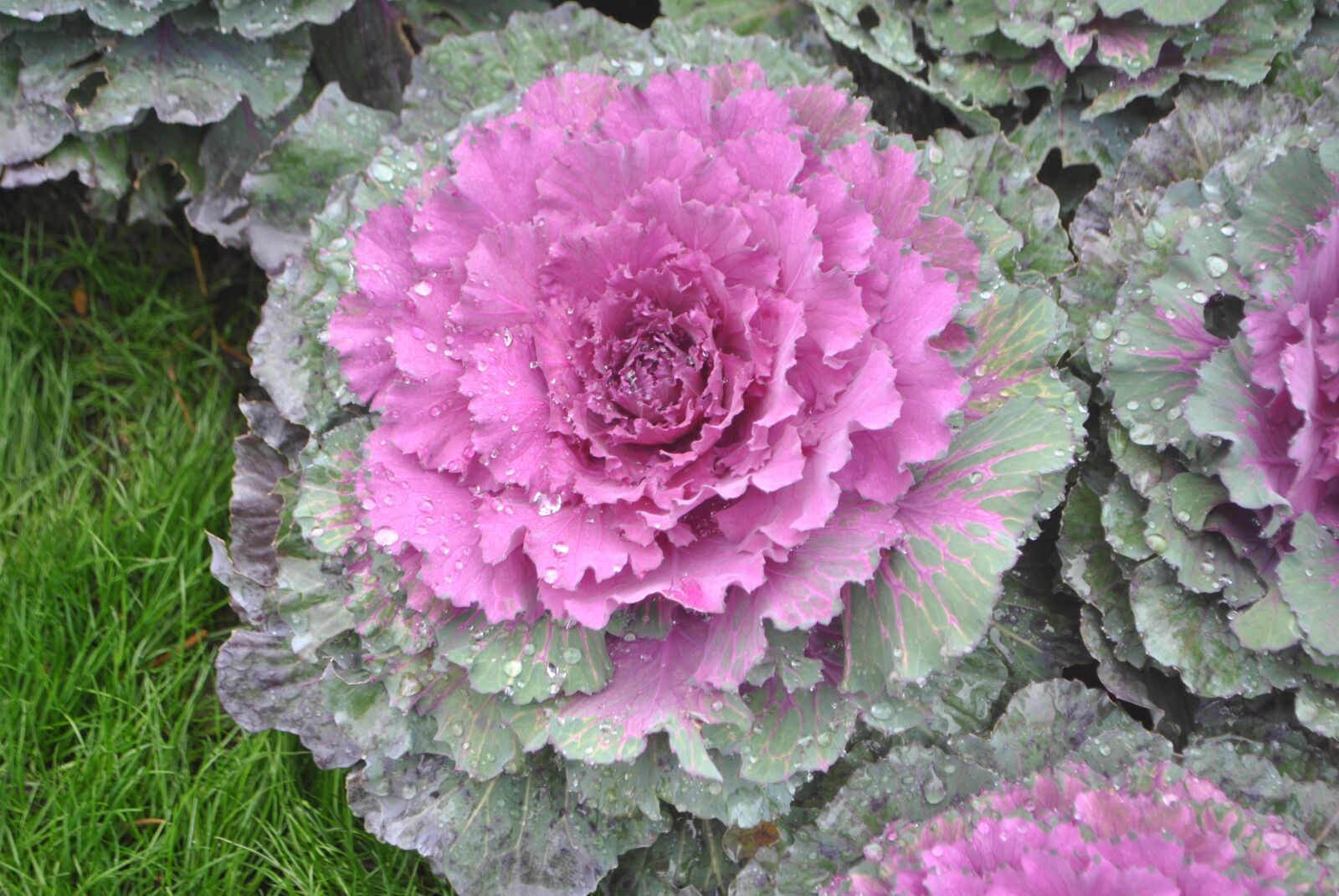 Nikon D3000 sample photo. Plant, decoration, nature photography