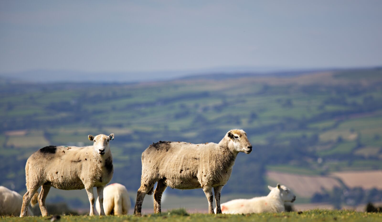 Canon EOS 5D Mark III + Canon EF 70-200mm F4L IS USM sample photo. Sheep, animals, lamb photography