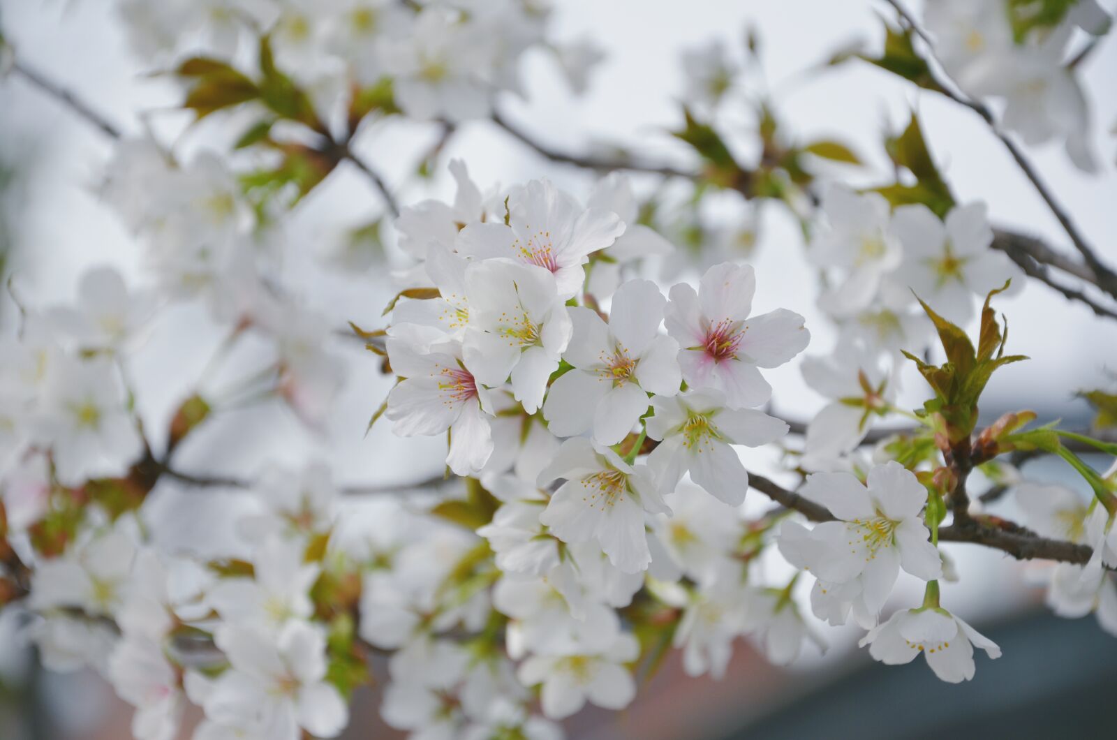 Nikon D7000 sample photo. Cherry blossom, flower, plant photography