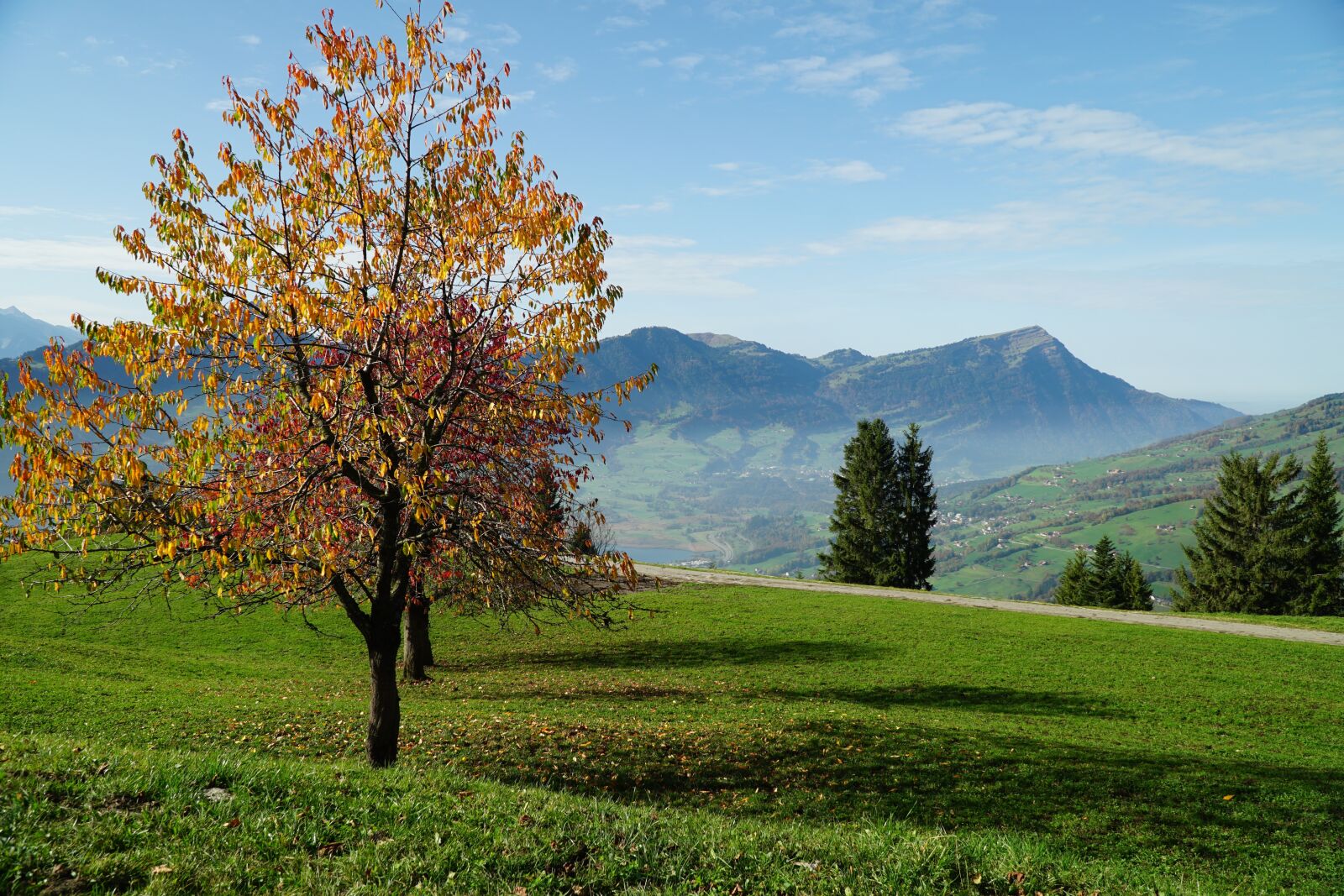 Sony E PZ 18-105mm F4 G OSS sample photo. Tree, landscape, nature photography