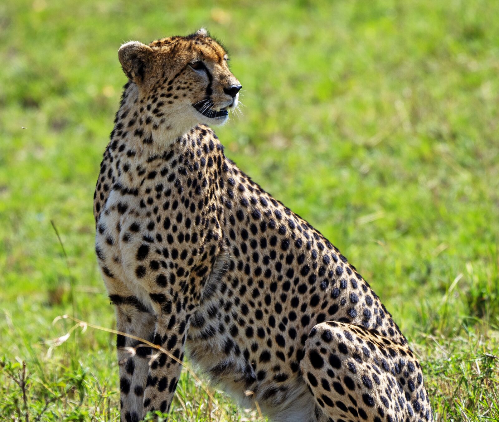 Olympus OM-D E-M1 Mark II + LEICA DG 100-400/F4.0-6.3 sample photo. Kenya, leopard, big cat photography