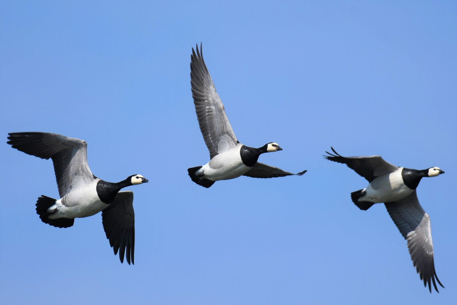 Nikon D500 sample photo. Branta leucopsis, barnacle goose photography