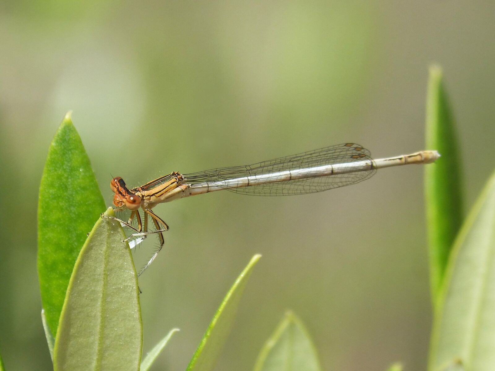 Panasonic DMC-FZ62 sample photo. Platycnemis latipes, dragonfly, damselfly photography