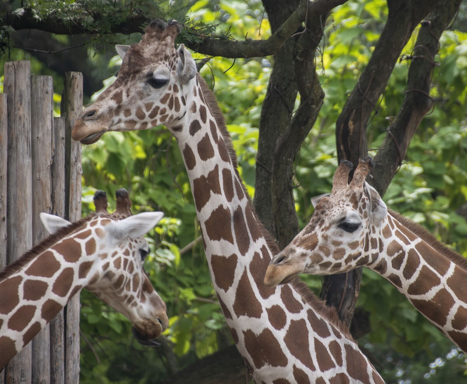 Nikon D850 sample photo. Giraffe, animal, wildlife photography