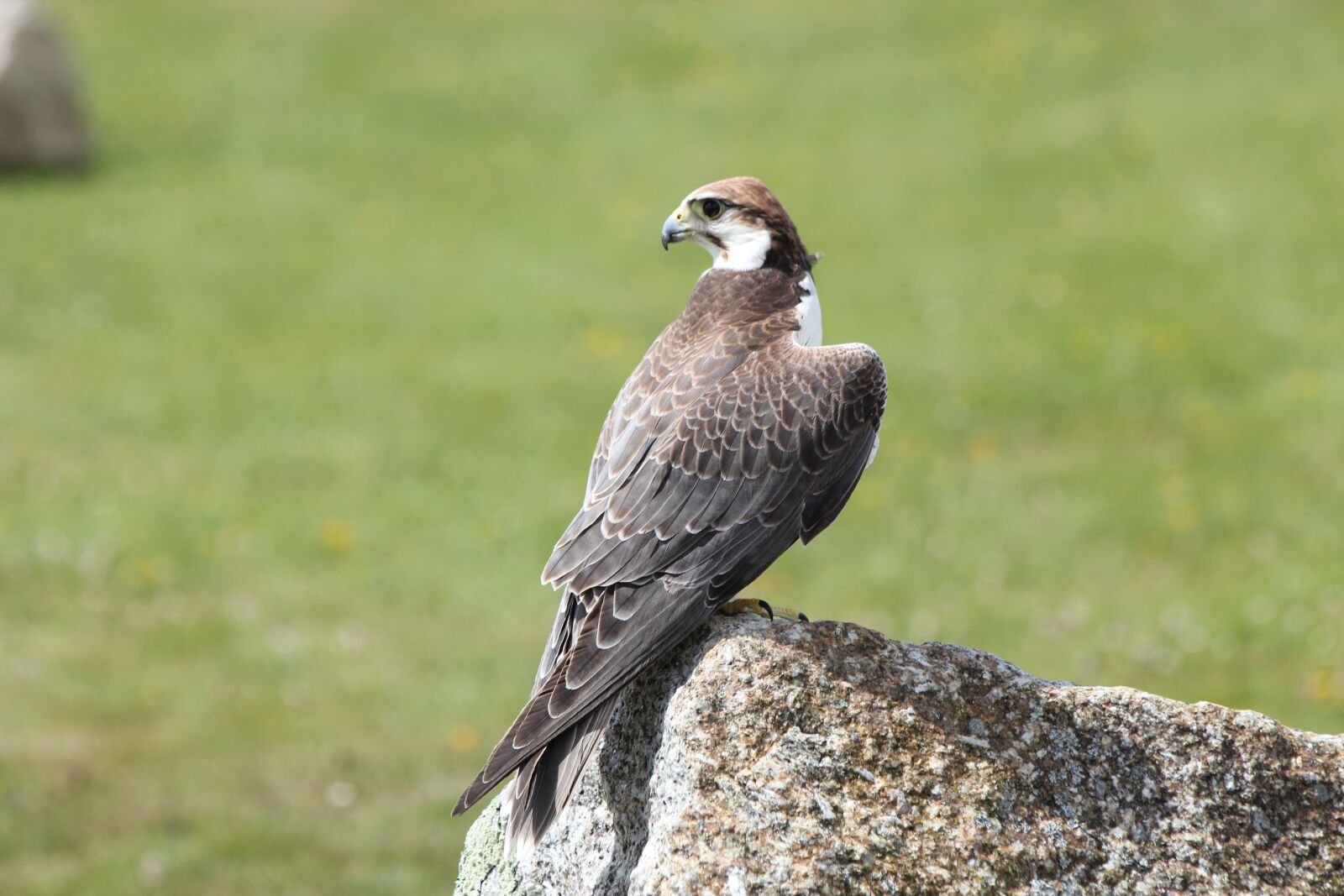 Canon EOS 550D (EOS Rebel T2i / EOS Kiss X4) sample photo. Falcon, bird, prey photography