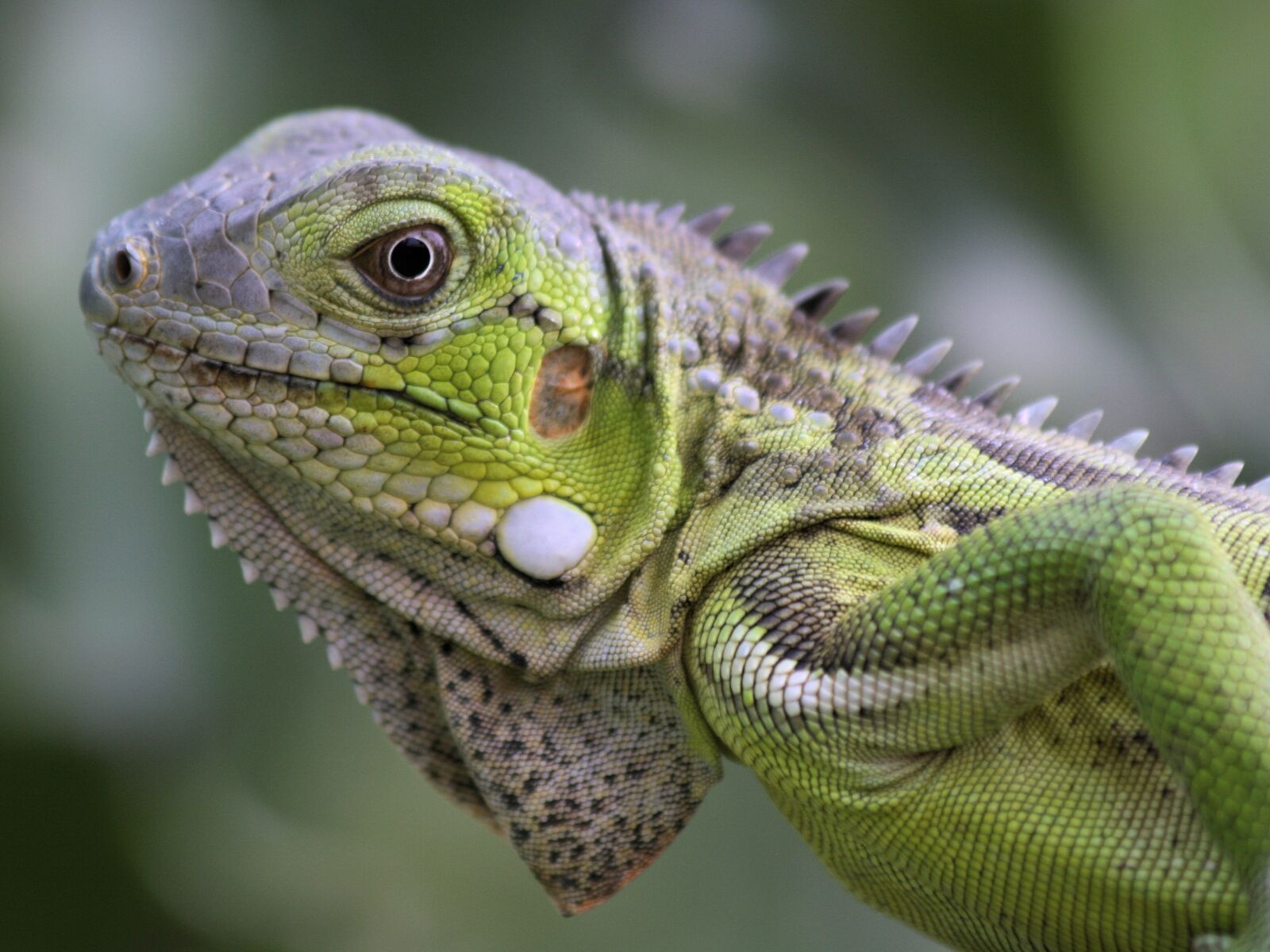 Canon EOS 400D (EOS Digital Rebel XTi / EOS Kiss Digital X) sample photo. Iguana, reptile, bonaire photography