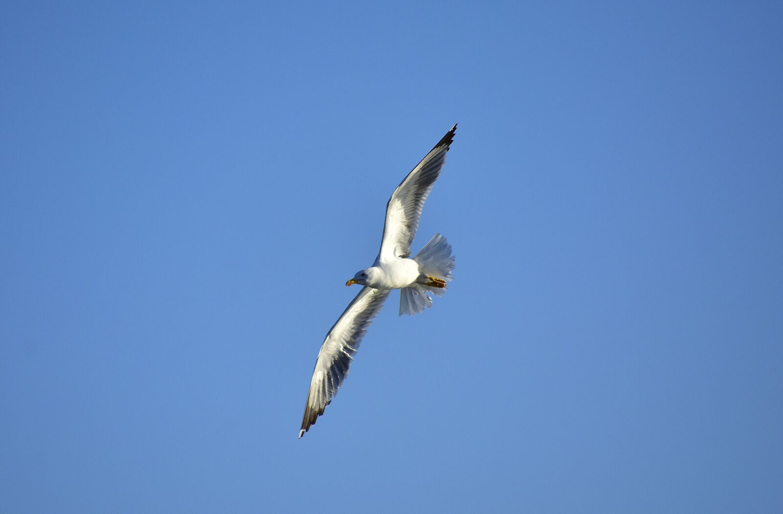 Nikon D7200 sample photo. Birds, seagull, sky photography