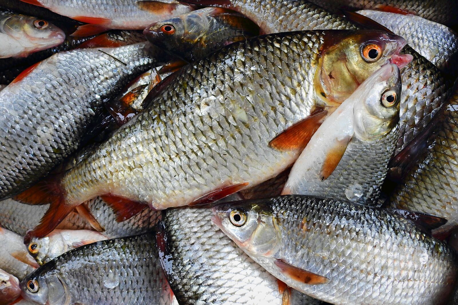 Nikon Coolpix P900 sample photo. Fish, closeup, catch photography