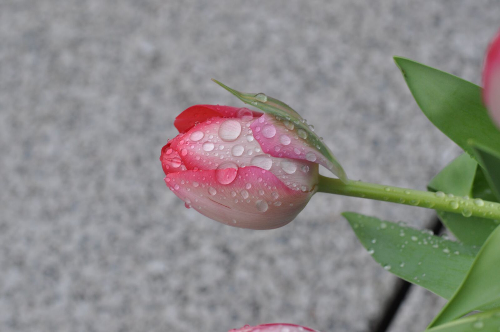 Nikon D5000 sample photo. Roses, morning, flower photography
