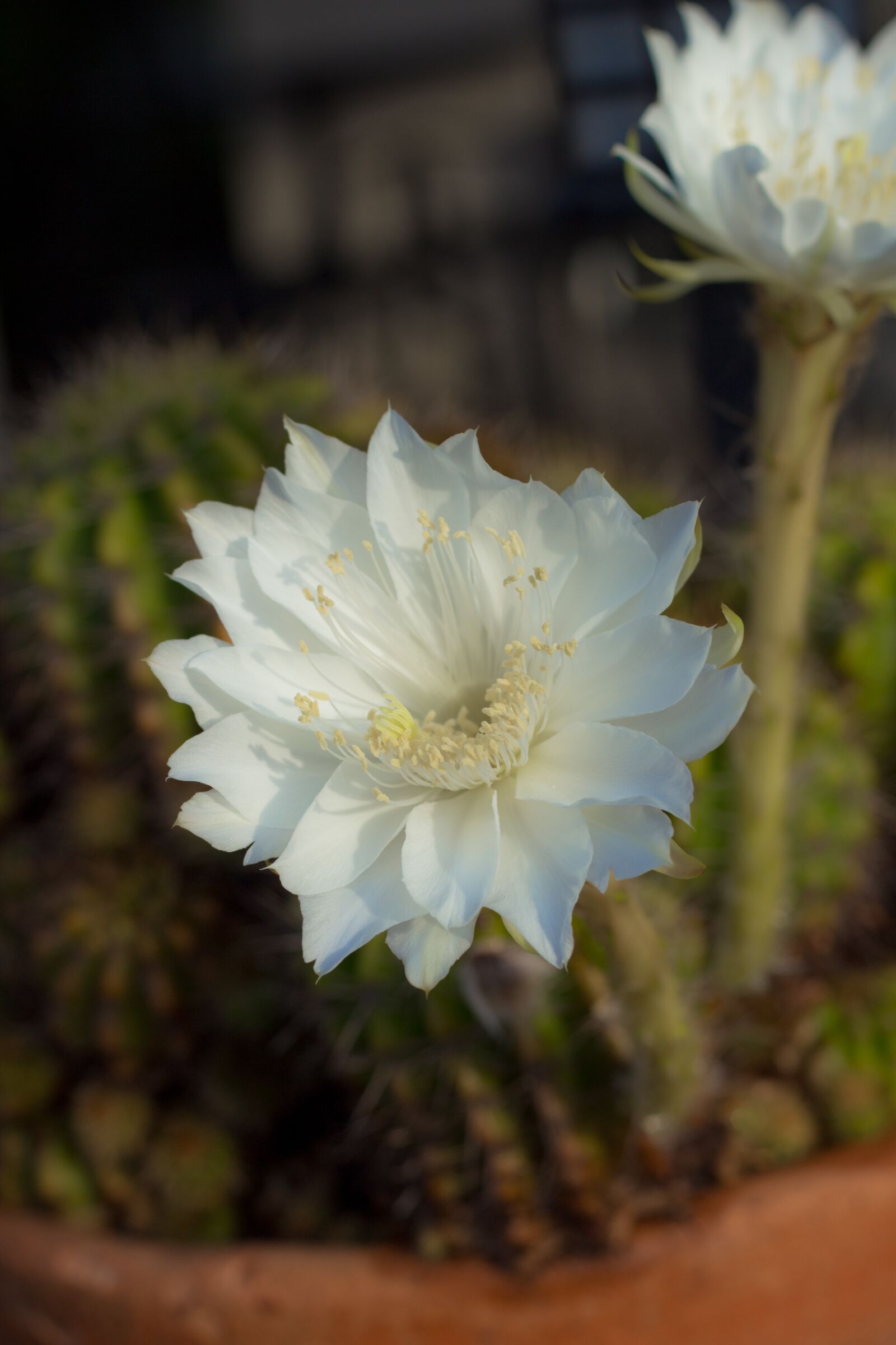 Canon EOS 700D (EOS Rebel T5i / EOS Kiss X7i) + Canon EF 50mm F1.8 STM sample photo. Flower, white, cantus photography
