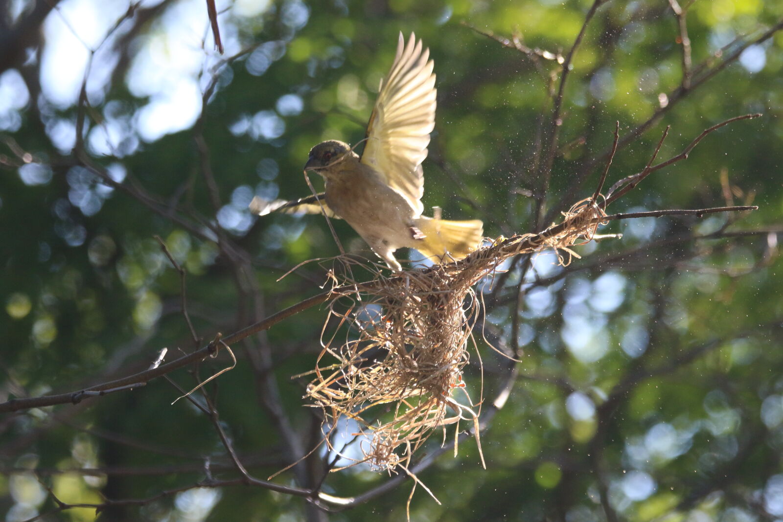 Canon EOS 7D Mark II sample photo. Bird, branch, built, destroy photography