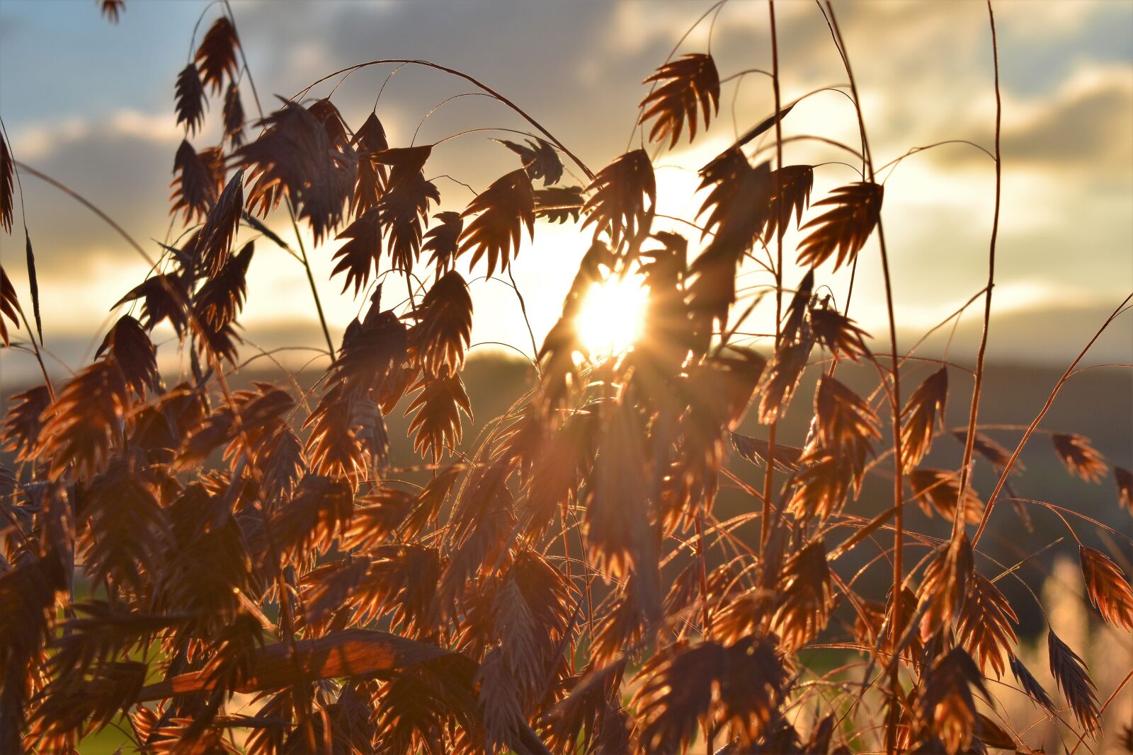 Nikon D5500 sample photo. Grass, nature, plant photography