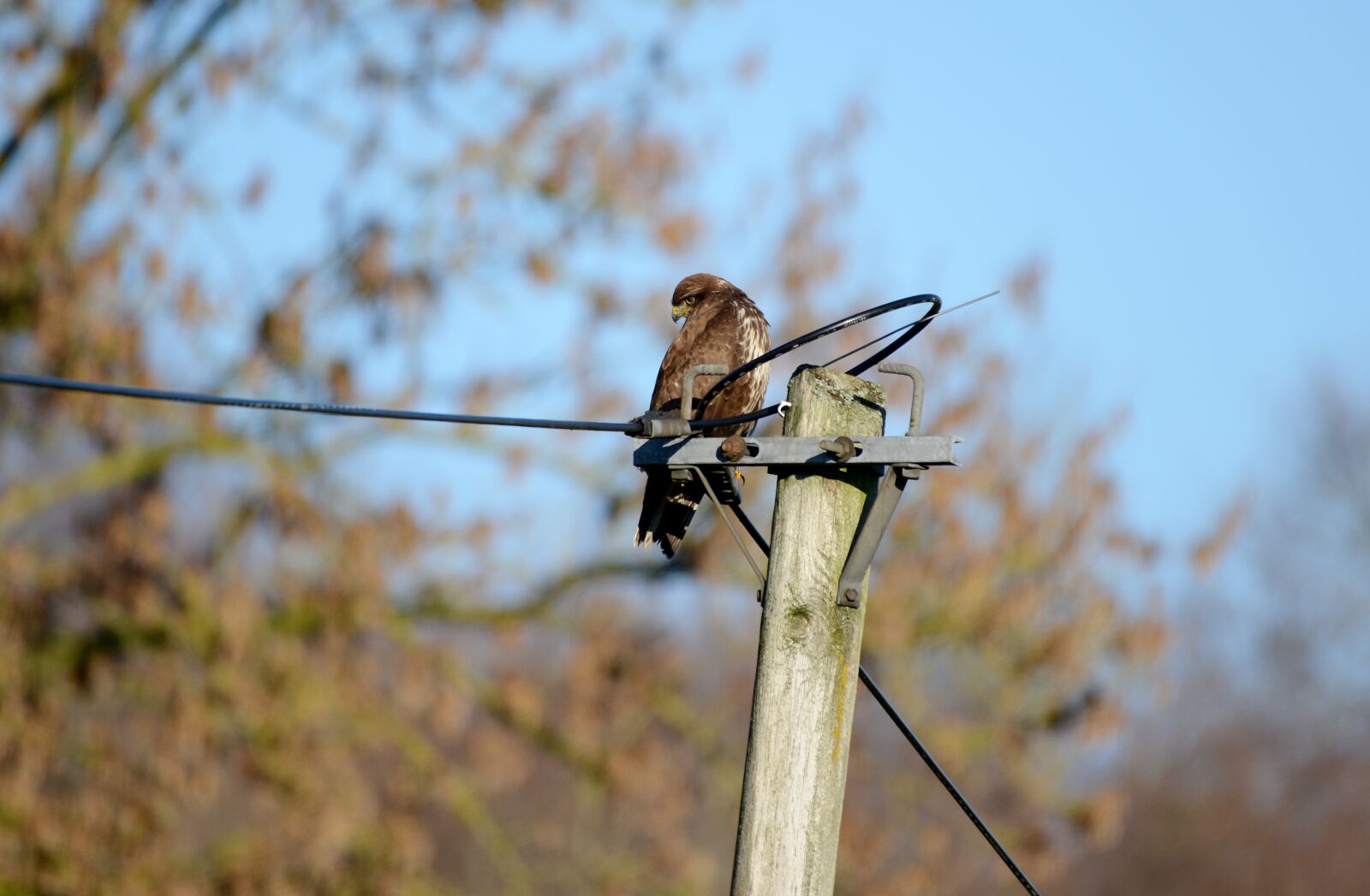Nikon D600 sample photo. Common buzzard, bird of photography