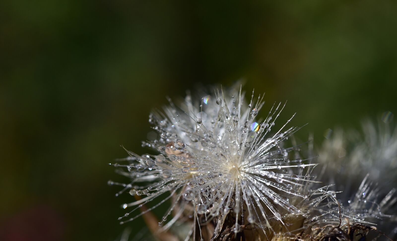 Nikon D750 sample photo. Flying seeds, thistle seed photography