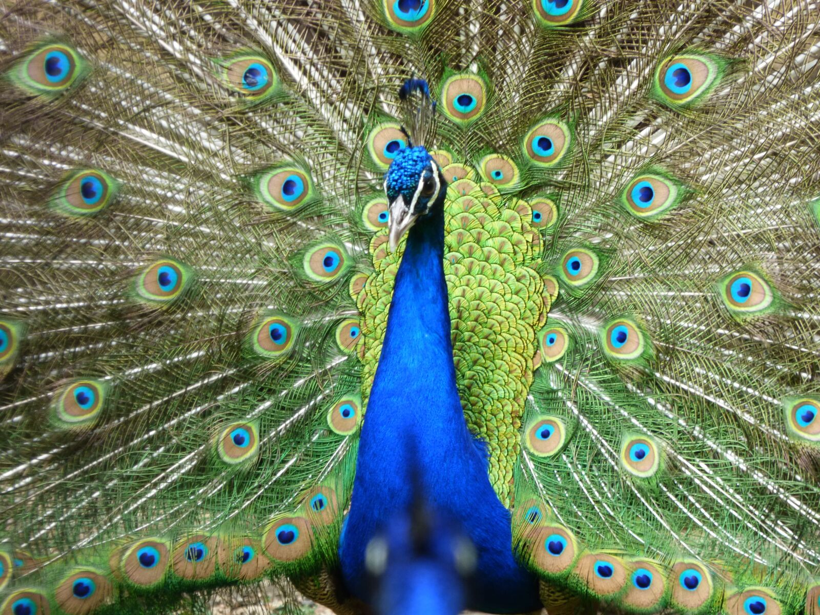 Panasonic DMC-FZ72 sample photo. Peacock, zoo, majestic photography