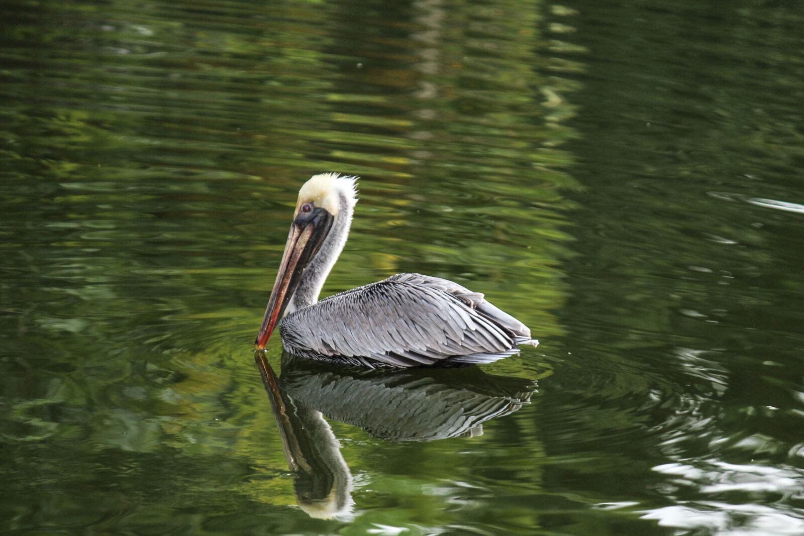 Canon EOS 600D (Rebel EOS T3i / EOS Kiss X5) + Canon EF-S 55-250mm F4-5.6 IS sample photo. Pelican, bird, pond photography