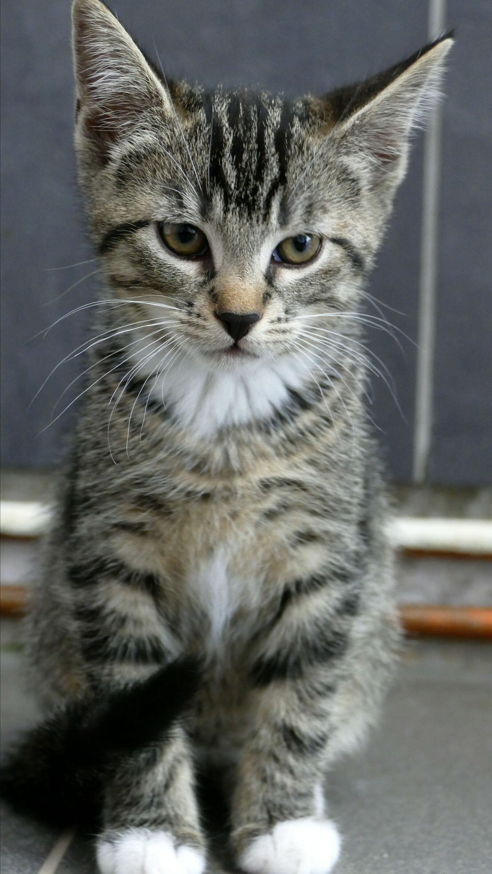 Panasonic Lumix DMC-FZ1000 sample photo. Cat, cat baby, pet photography
