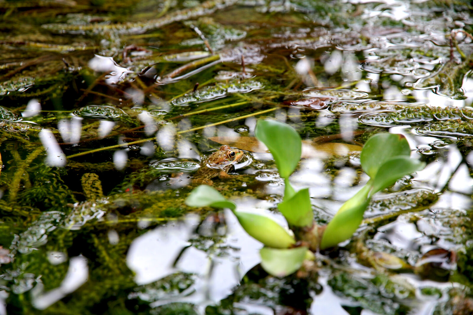 Canon EOS 550D (EOS Rebel T2i / EOS Kiss X4) sample photo. Nature, water, reflection, mud photography