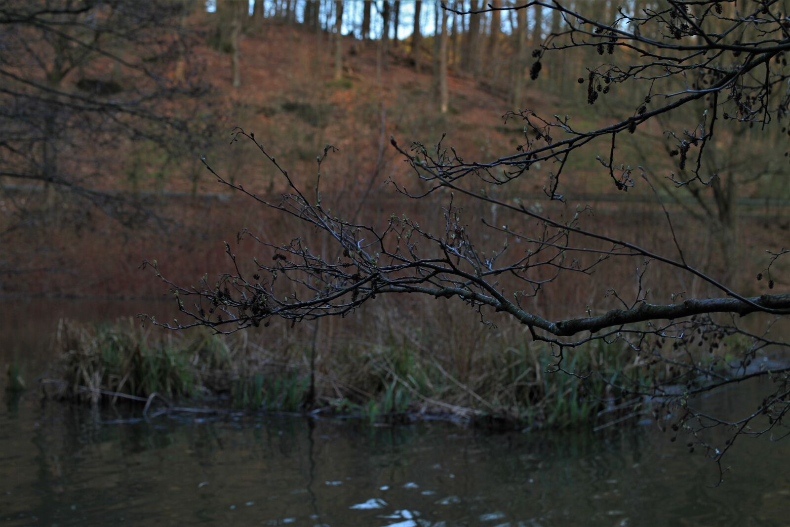 Canon EOS 7D sample photo. Branch, lake, pond photography