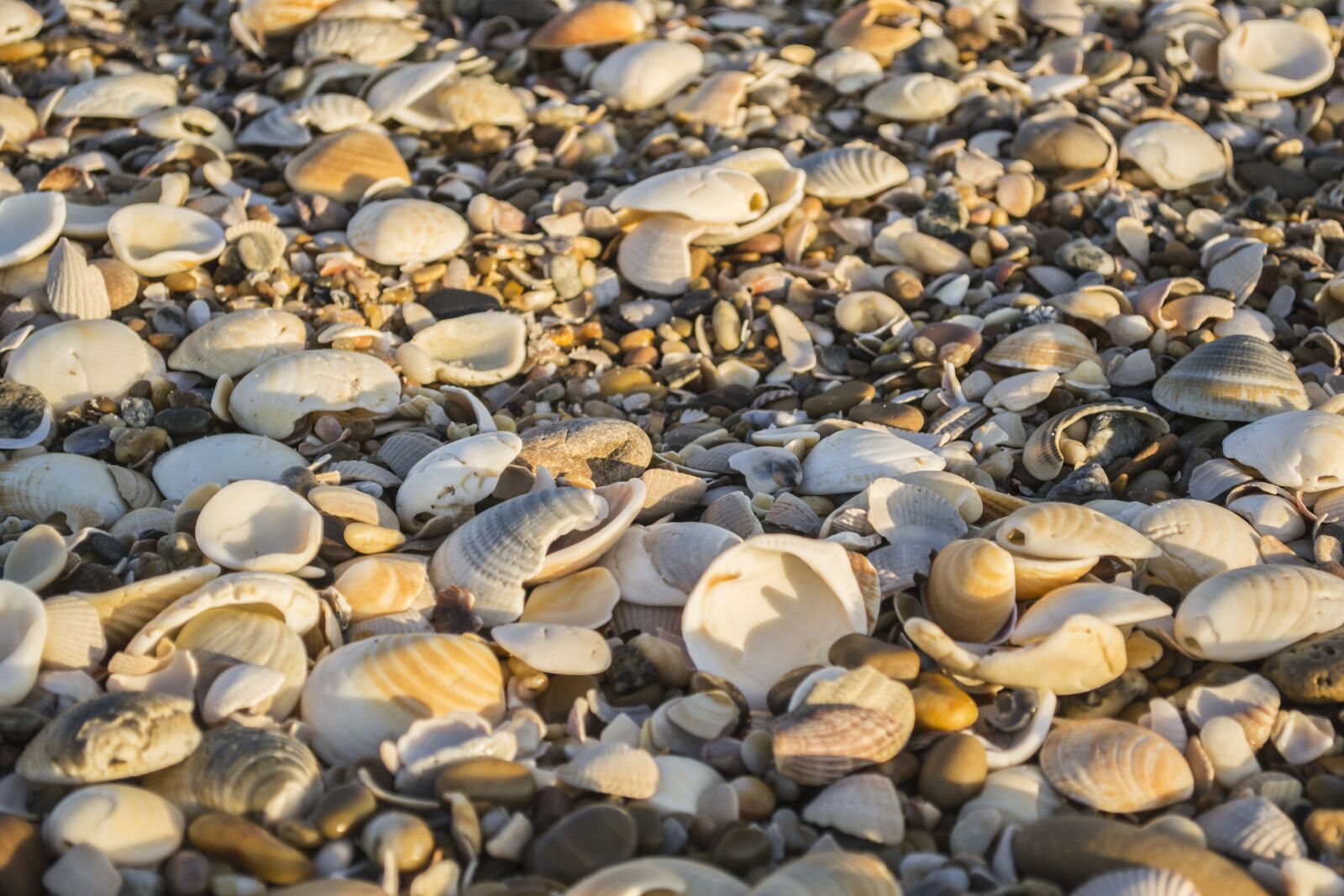 Nikon D3100 sample photo. Shells, beach, mar photography