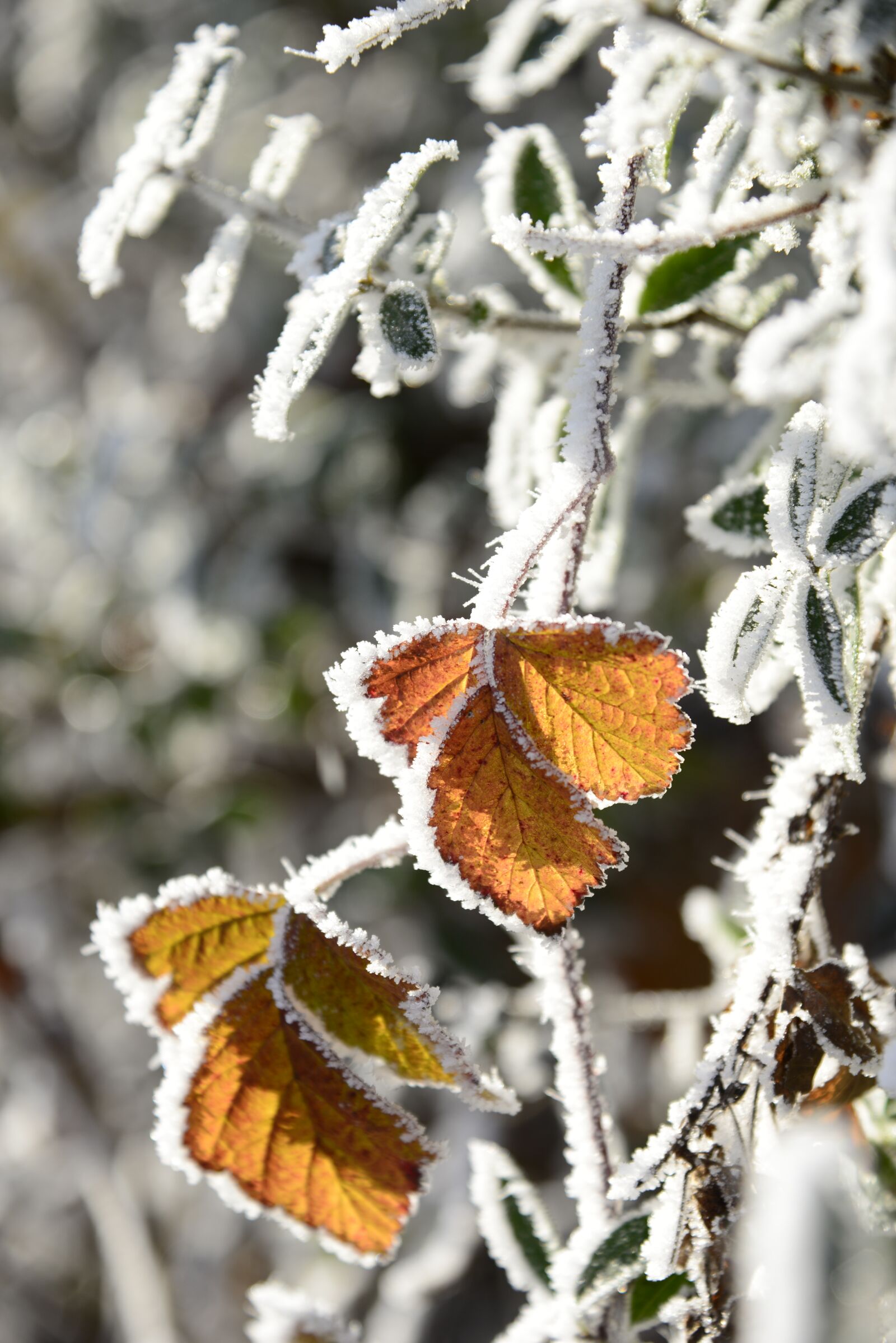 Nikon D610 sample photo. Hoarfrost, cold, winter photography