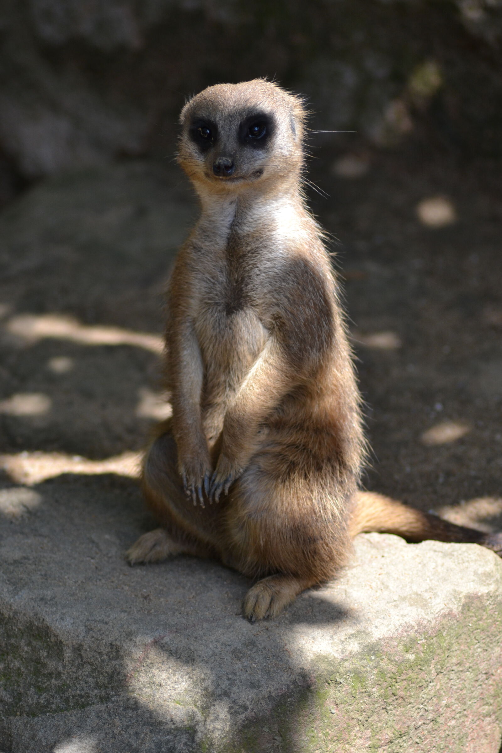 Nikon D3100 sample photo. Close, up, view, meerkat photography