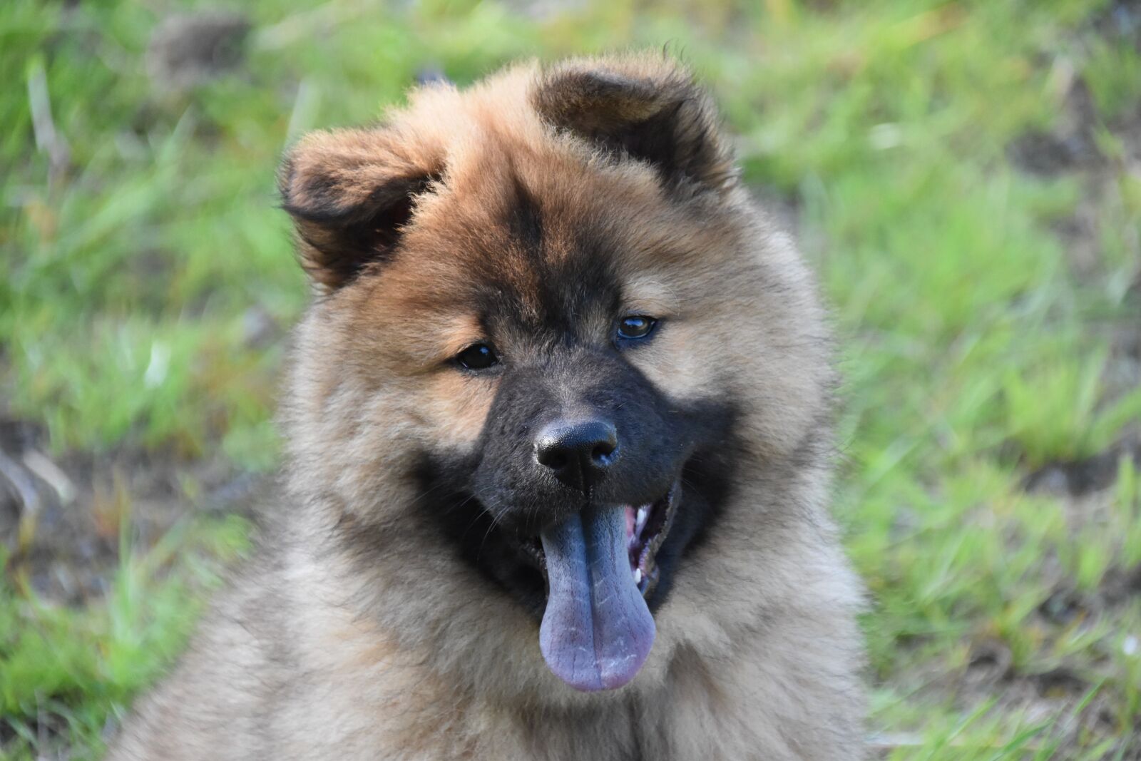 Nikon D5600 sample photo. Dog, dog eurasier, puppy photography