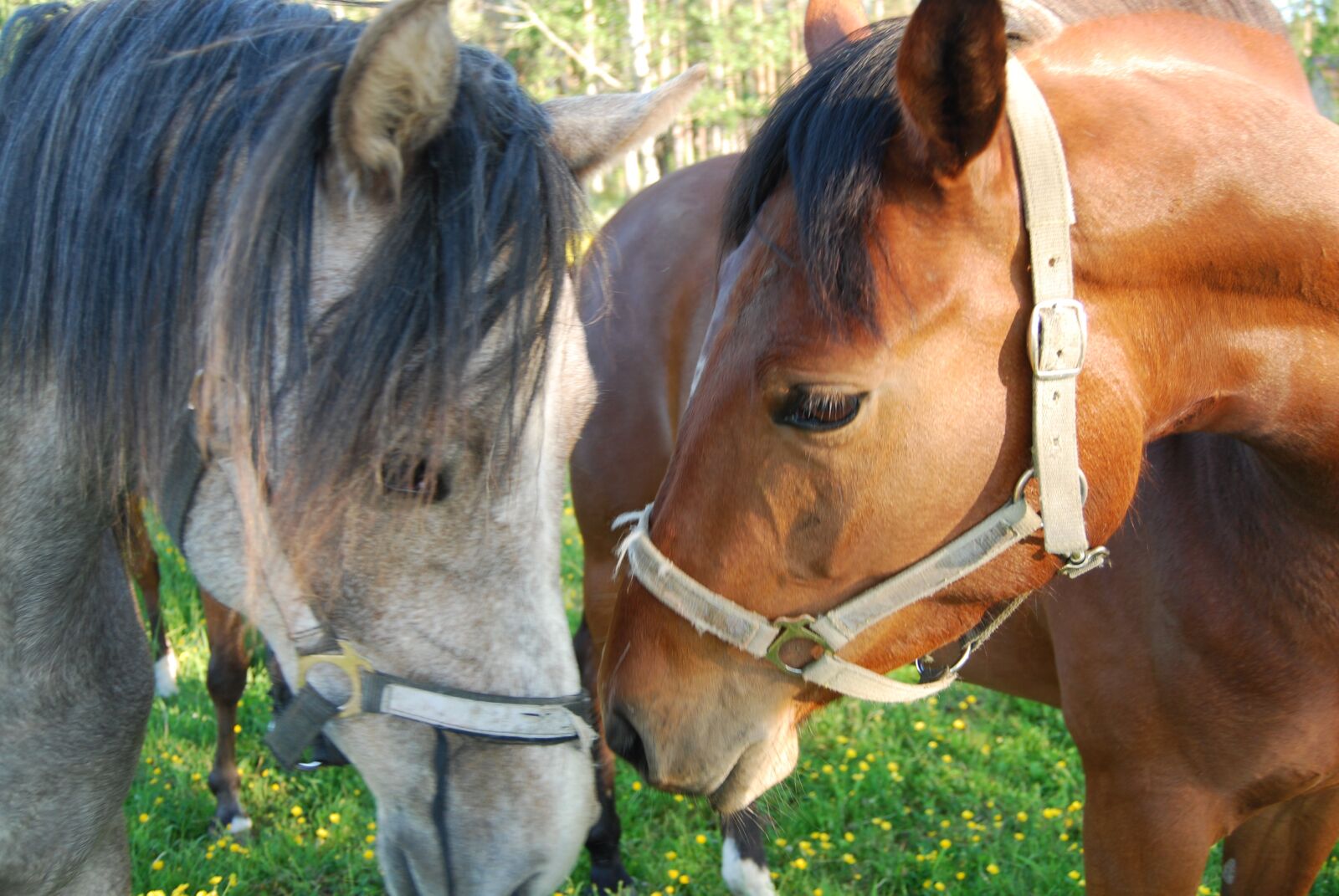 Nikon D60 sample photo. Horses, animals, nature photography