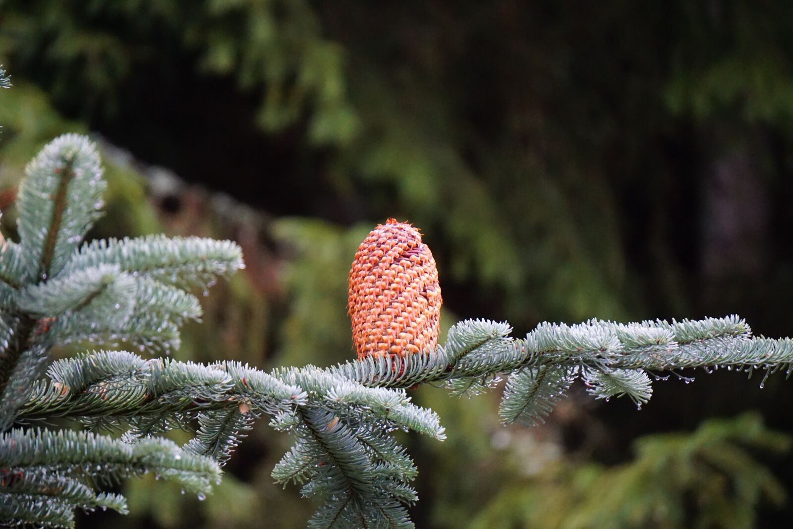 Sony a6000 sample photo. Pine cones, nobilis fir photography