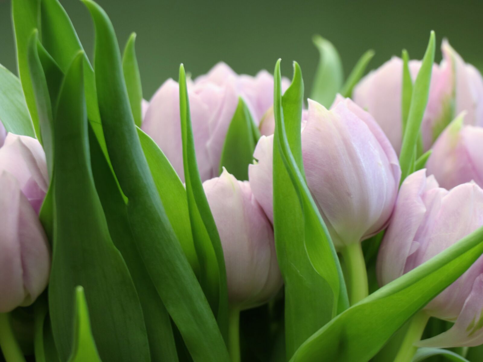 Canon EOS 77D (EOS 9000D / EOS 770D) sample photo. Tulips, tulip, pink photography