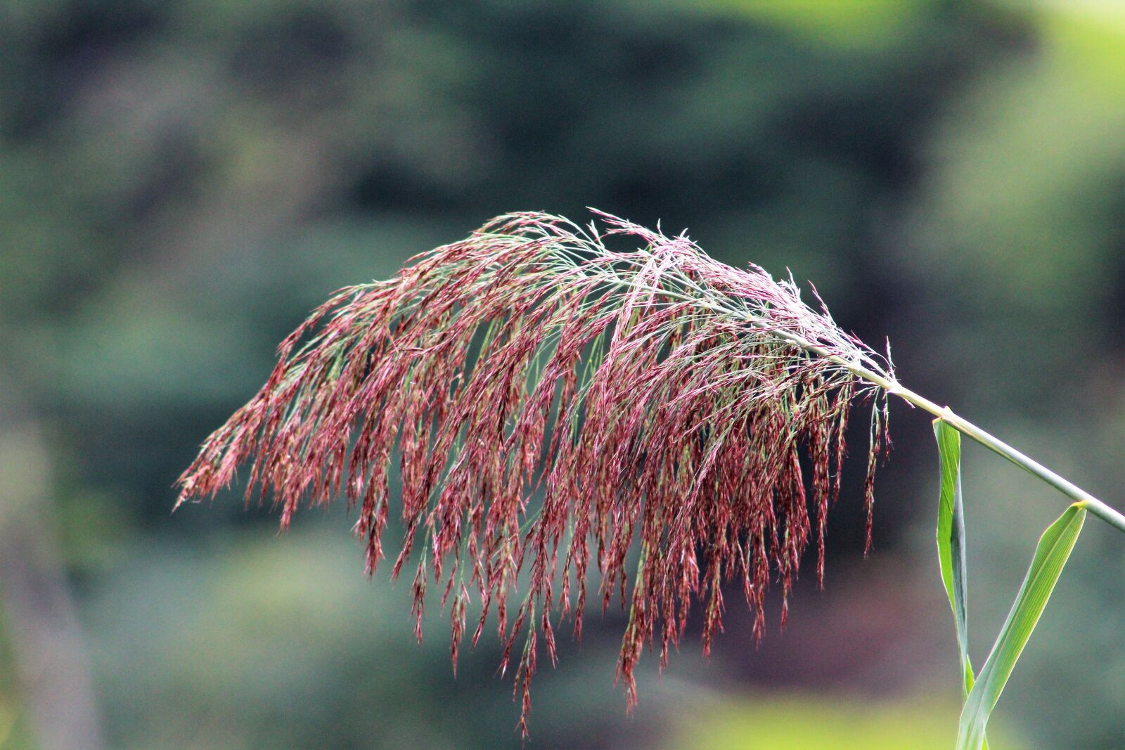 Canon EF75-300mm f/4-5.6 sample photo. Grass, nature, autumn photography