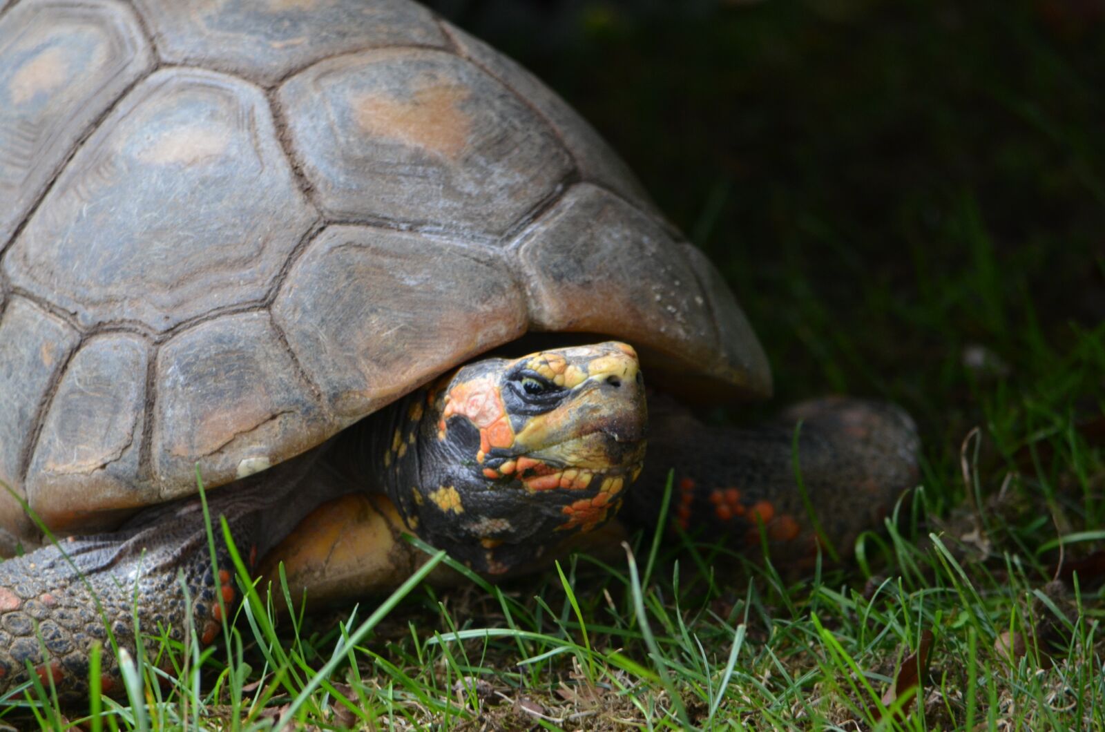 Nikon D7000 sample photo. Turtle, shell, reptile photography