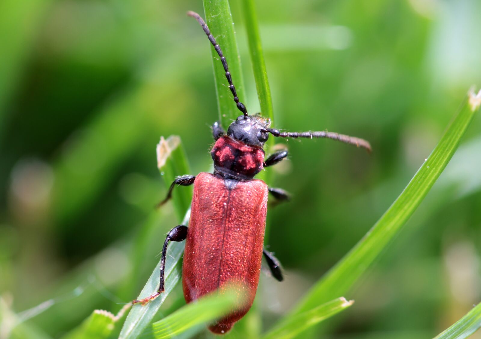 Canon EOS 650D (EOS Rebel T4i / EOS Kiss X6i) sample photo. Beetle, longhorn beetle, cerambycidae photography