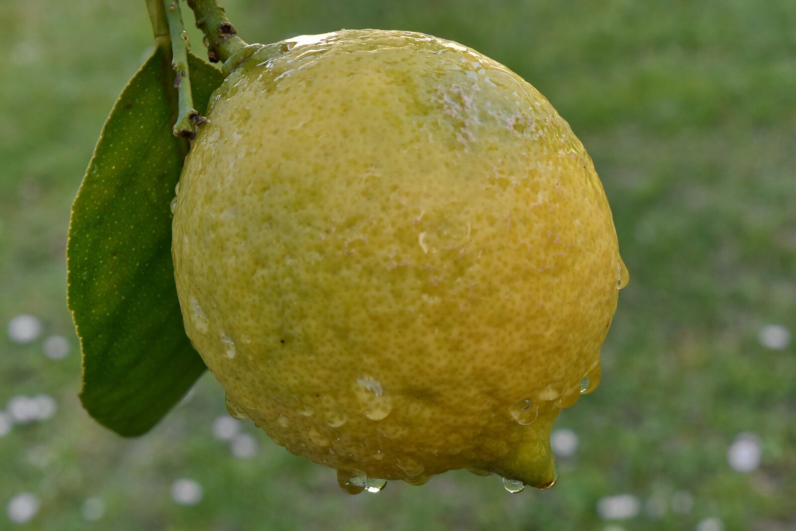 Nikon D5500 sample photo. Citrus, yellow, fresh, healthy photography