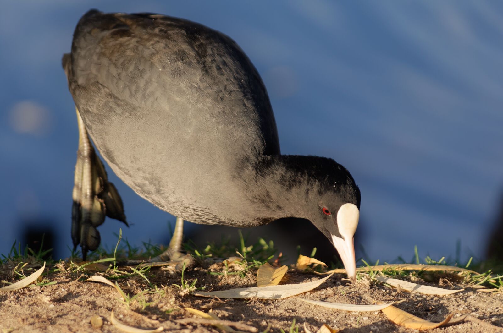 Nikon D5100 sample photo. Bird, coot, plumage photography