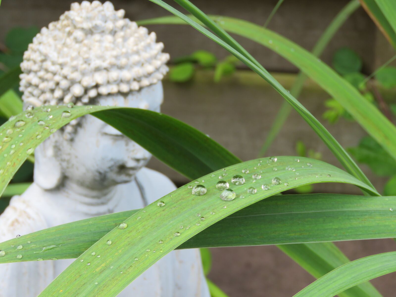 Canon PowerShot SX60 HS sample photo. Raindrops, sheet, buddha photography