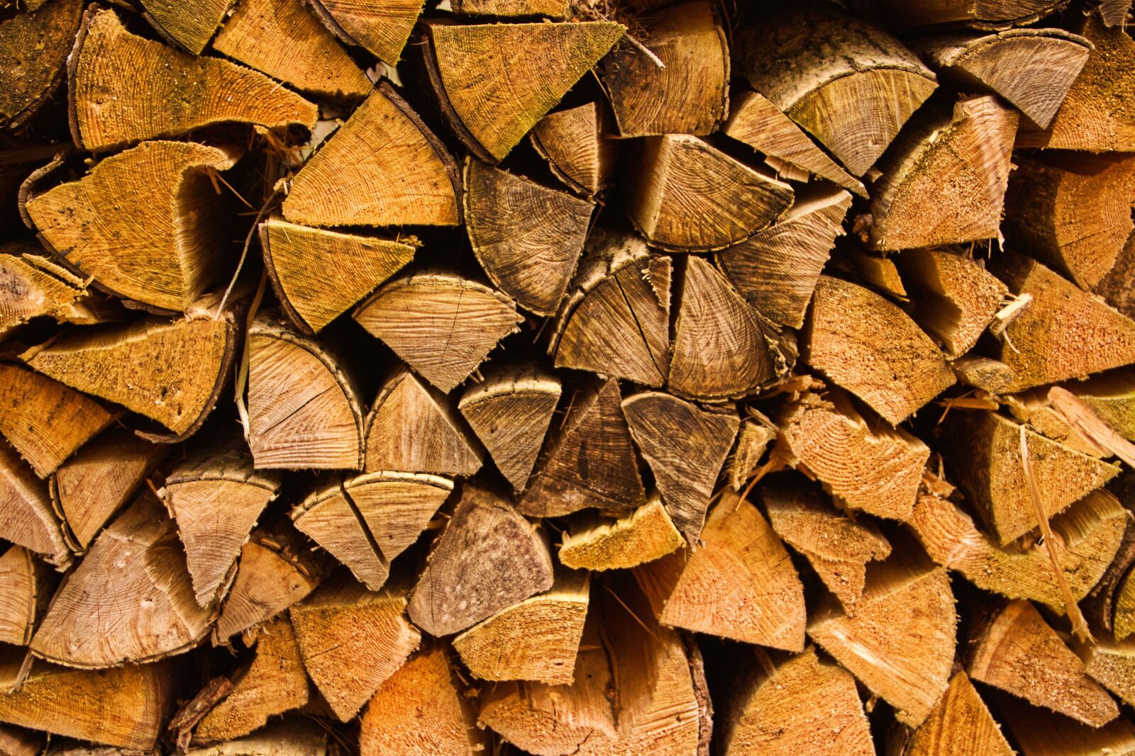 Canon EOS 700D (EOS Rebel T5i / EOS Kiss X7i) sample photo. Wood, nature, forest photography