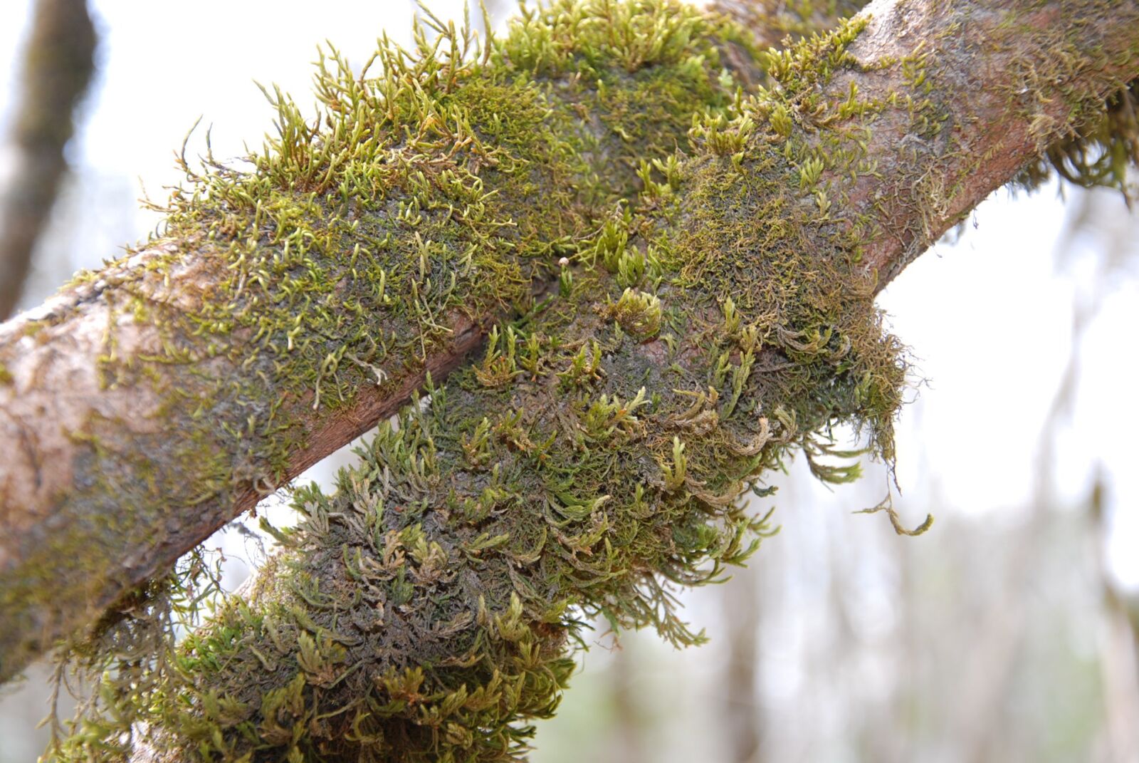 Nikon D60 sample photo. Moss, tree, nature photography