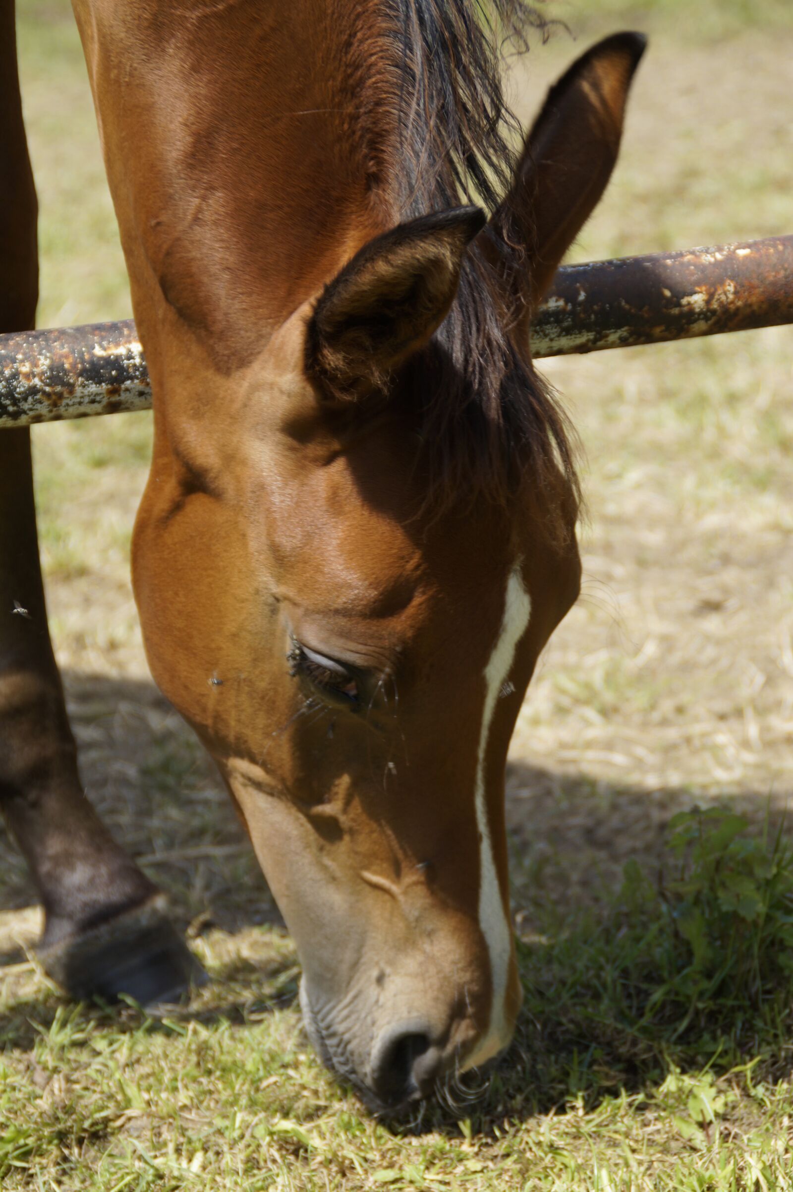 Sony SLT-A58 sample photo. Horse head, horse, pferdeportrait photography