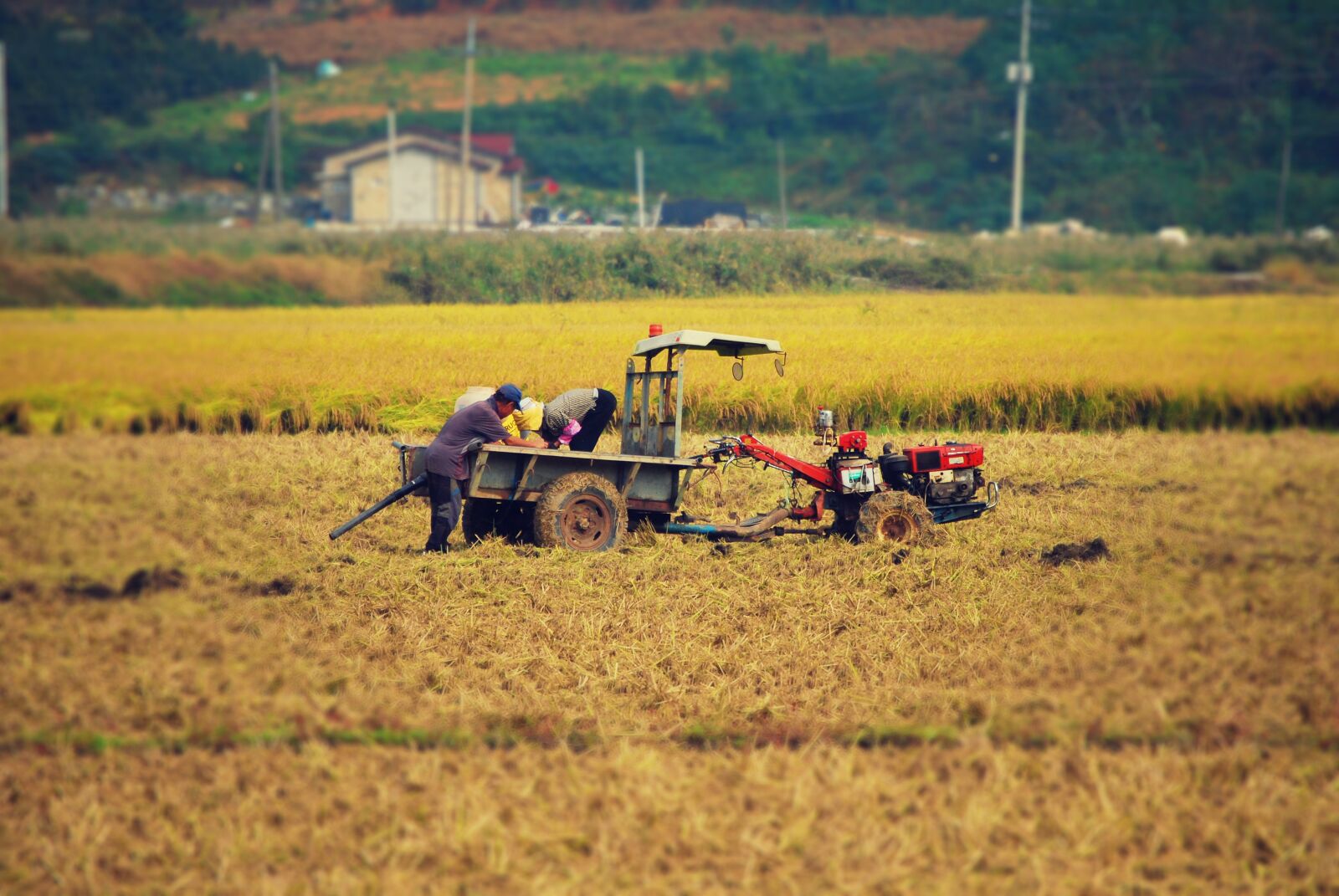 Nikon D60 sample photo. Harvest, autumn, ch photography