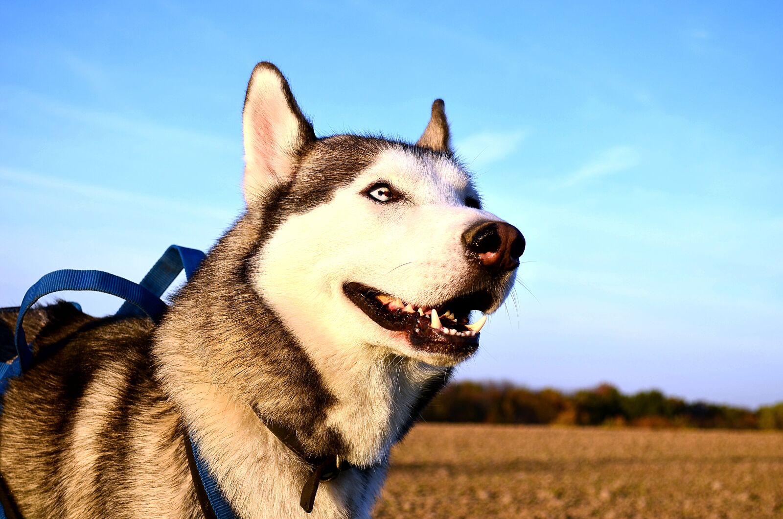 Nikon D5100 sample photo. Husky, sled dog, dog photography